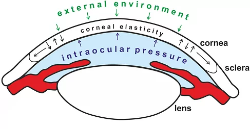 Figure 1. Schematic showing the different forces on the cornea. Image from P. Mlyniuk et al.