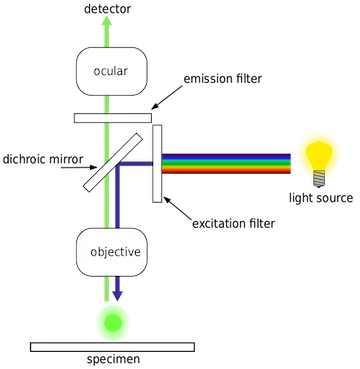 Fluorescent Microscope. By derivative work: Henry Mühlpfordt (talk)