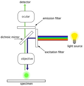 Confocal Microscope Design