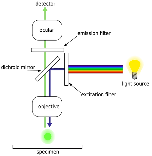 Confocal Microscope Design